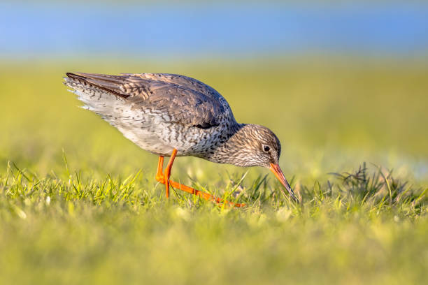 Common redshank wader bird in wetland