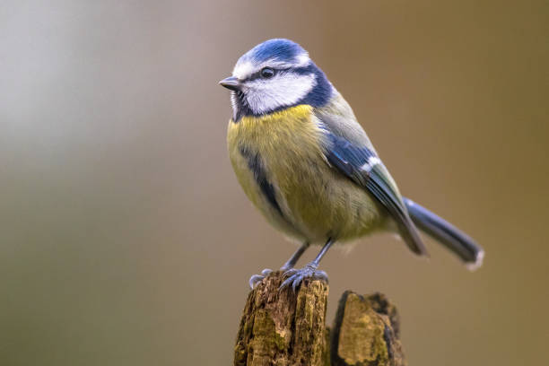 istock Eurasian Blue Tit perched on log 2096225692