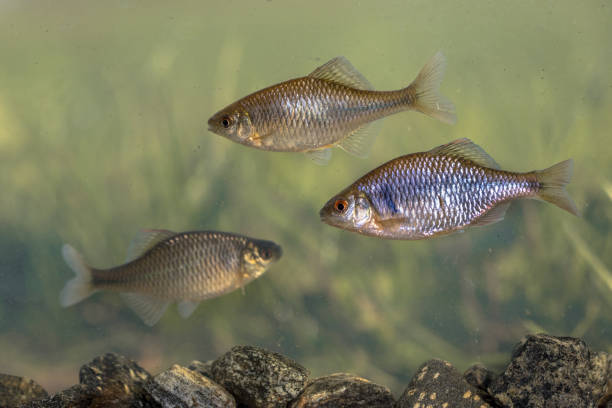 istock three European bitterling natural environment 2096226733