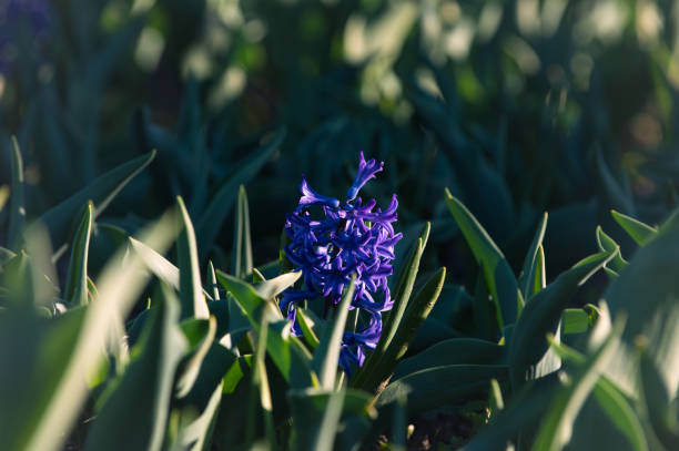 Sunny spring day