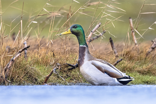 Beautiful Mallard duck group flying together close over wildlife area in northern Montana, called Freezeout Lake, which is not far from Glacier National Park.. This is in western United States of America (USA).