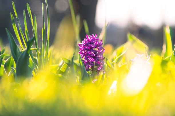 Sunny spring day
