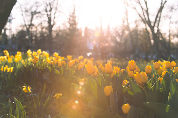 Sunny spring day