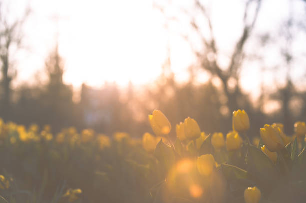 Sunny spring day