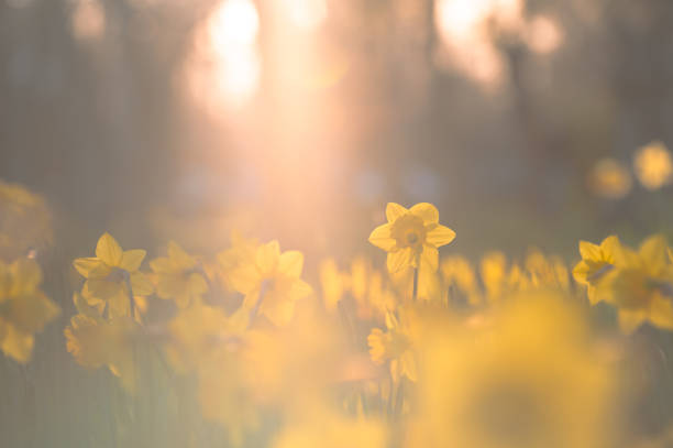 Sunny spring day