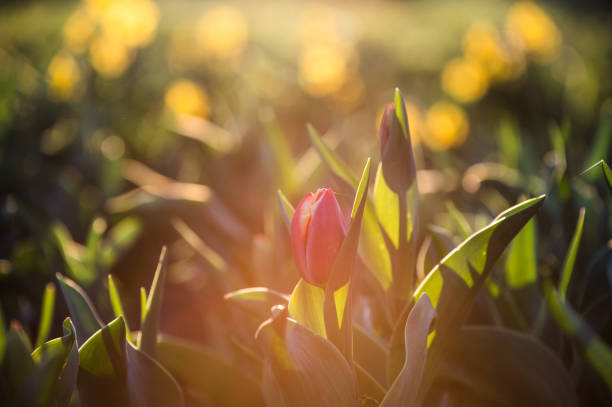 istock Flowers in the sunrise 2096233048