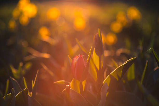 Sunny spring day