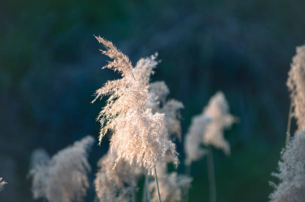 istock Flowers in the sunrise 2096233595