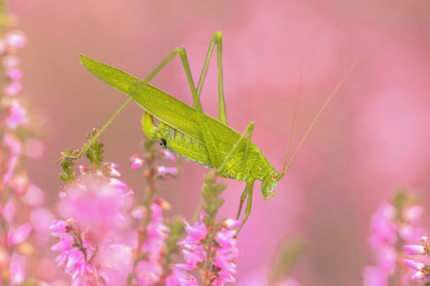 Macro photograph of a grasshopper. Copy Space