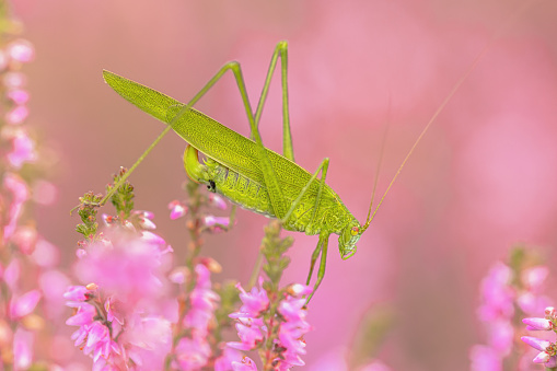 Sickle-bearing bush-cricket (Phaneroptera falcata) is a grasshopper species that arrived recently in the Netherlands. Wildlife scene of nature in Europe.