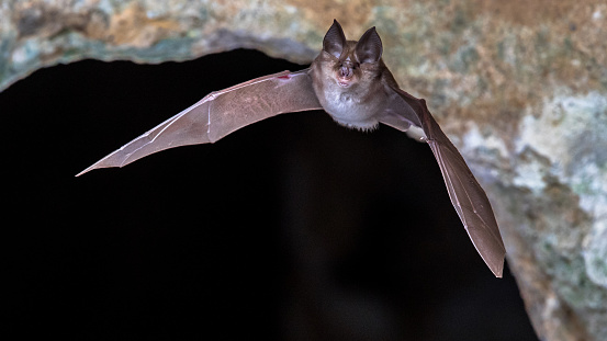 Greater horseshoe bat (Rhinolophus ferrumequinum) flying from colony cave entrance in Spanish Pyrenees, Aragon, Spain. April.