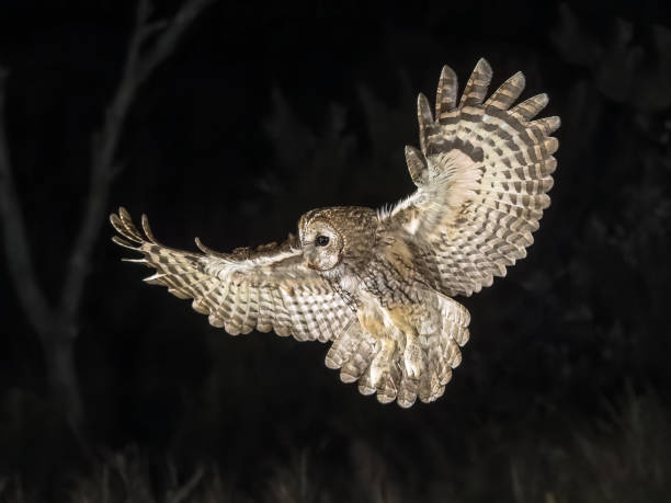 Tawny owl (Strix aluco) flying in darkness. This predator bird is on the lookout and hunting for mice. Wildlife scene of nature in Europe.