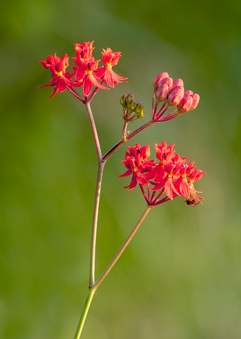 Photo of Fewflower Milkweed, Asclepias lanceolata, a perennial herb in the milkweed family with red to orange flowers. Blooms on leafless stems. It shows flowers and buds on a green background.