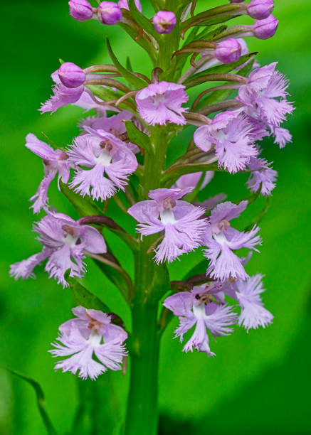 istock Lesser Purple Fringed Orchid, Platanthera psycodes 2096237746