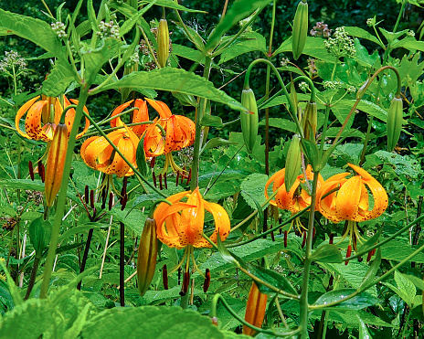 Turk's Cap Lily, Lilium superbum, is a tall, flowering plant with several drooping orange flowers with reddish brown spots. It is native to the southeast from New Hampshire to Alabama.