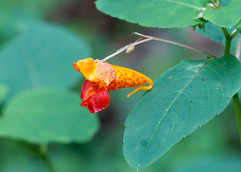 Side view of Jewelweed, Impatiens capensis. The showy flower is orange with red spots, and a nectar spur in the back. It is an annual plant in the balsam family. native to parts of North America.