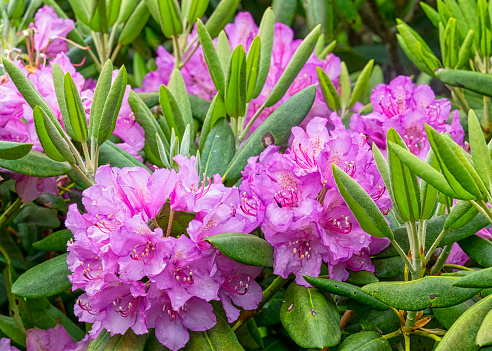 Catawba Rhododendron, Rhododendron catawbiense, is a flowering shrub found in the southern Appalachian mountains of the US. In the summer, the Catawba Festival is held on Roan Mountain.