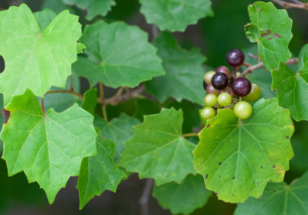 istock Muscadine Grapes, Vitis rotundifolia 2096238291