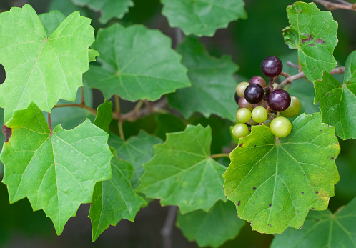 A close-up of a horizontal native Wild Muscadine grapevine, Vitis rotundifolia, with leaves and a small bunch of grapes in various stages of ripeness.