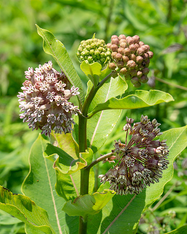 Asclepias syriaca, Common Milkweed, is one of 115 native milkweeds in North America. Its flowers are greenish pink to rosy pink. The plant is a great source of nectar for butterflies and bees.