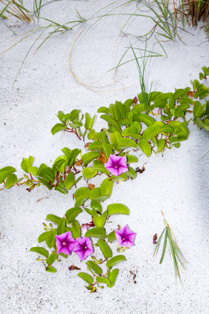 Ipomoea pes-caprae, Beach Morning Glory or Railroad Vine. A fast growing native morning glory commonly found on beach dunes. Showy pink to purple flowers open in the morning and last only one day.