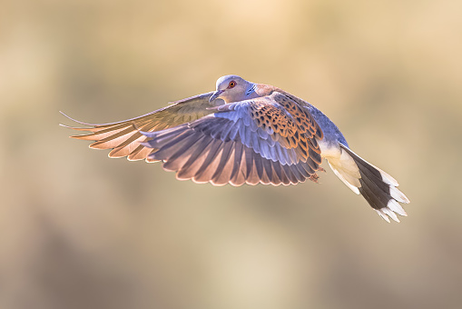 Turtle dove (Streptopelia turtur) flying on bright background in natural habitat. Wildlife scene of nature in Europe.