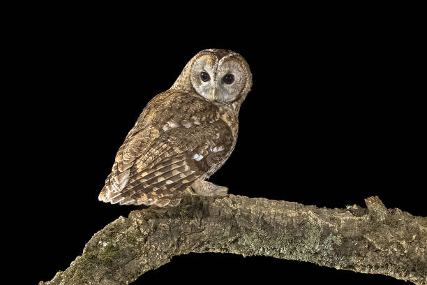 Tawny owl (Strix aluco) perched on branch. This predator bird is on the lookout and hunting for mice. Wildlife scene of nature in Europe.