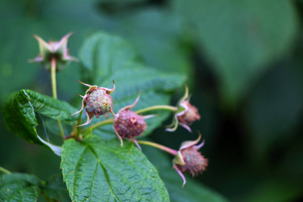 White raspberry flower blooms on a branch outdoors in the garden in summer