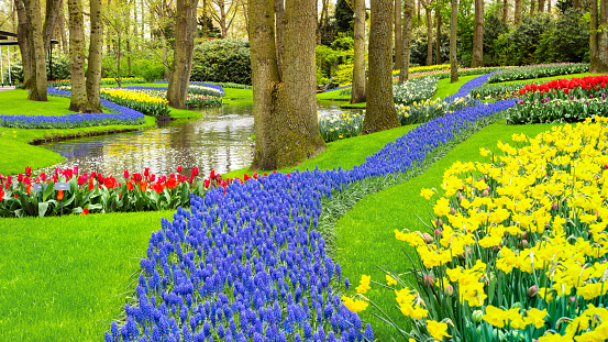 Hyacinth flowers river in stunning landscape design of Keukenhof garden in Netherlands. A harmonious combination of yellow daffodils and blue hyacinths against a perfect lawn in forest park.