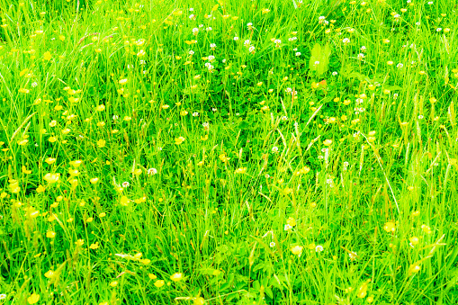 Clove and buttercups among the flowers and plants in the long grass of an English meadow left to nature.