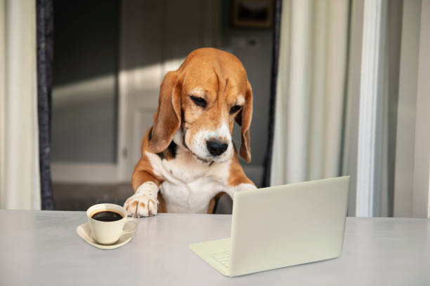 istock cute beagle dog looking at laptop 2096269440