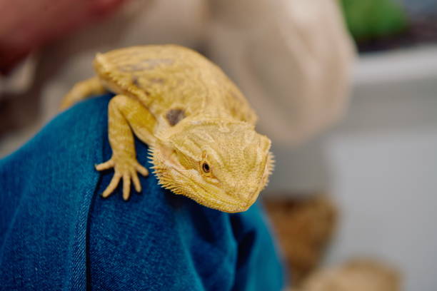 istock Bearded Dragon: A Close-Up Look at This Amazing Lizard 2096275790