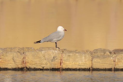 A wintering adult Audouins gull resting on the dividing wall of a salt-pan. Its eyes are closed. Malta
