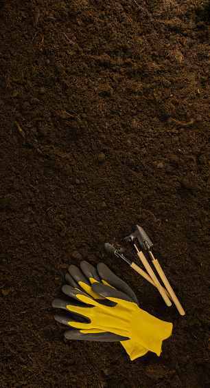 Vertical. Against the background of black soil there is a shovel and a rake for transplanting a seedling into the ground. Banner, leaflet. gardening advertising. Gardening concept..