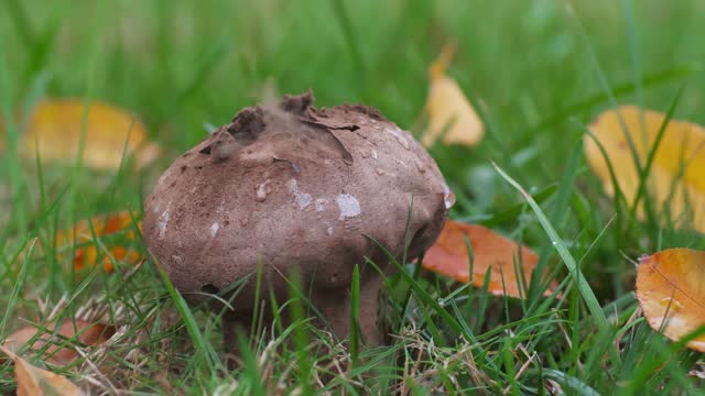 Puffball mushroom and fly get hit by rain