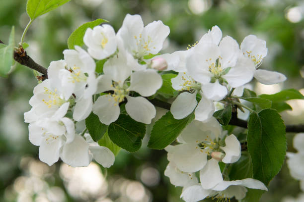 blooming apple tree branches with white flowers close-up. - photography branch tree day imagens e fotografias de stock