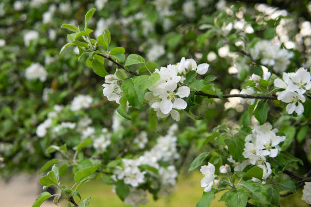 blooming apple tree branches with white flowers close-up. - photography branch tree day imagens e fotografias de stock