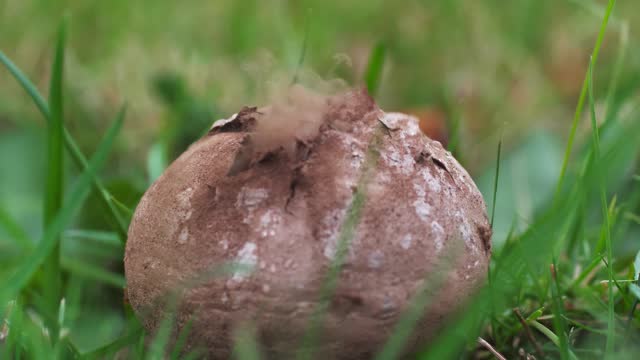 Puffball Mushroom expells Spores
