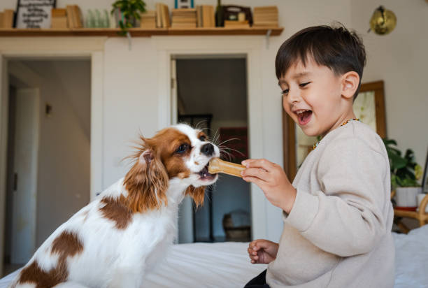 cute baby boy and his dog enjoying the moment at home - cavalier king charles spaniel fotografías e imágenes de stock