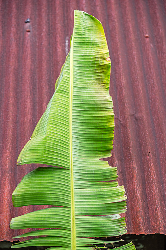 Lush banana leaf in front of a corrugated metal roof plate in the Malaysian capital Kuala Lumpur