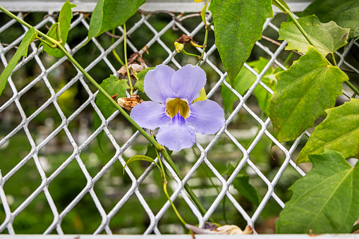 Laurel clock vine or blue trumpet vine, Thunbergia laurifolia is a common creping plant in Asia. This one is seen in a fence in the Malaysian capital Kuala Lumpur