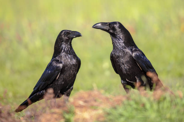 istock Pair Common Raven gleaming in sunny weather 2096325497