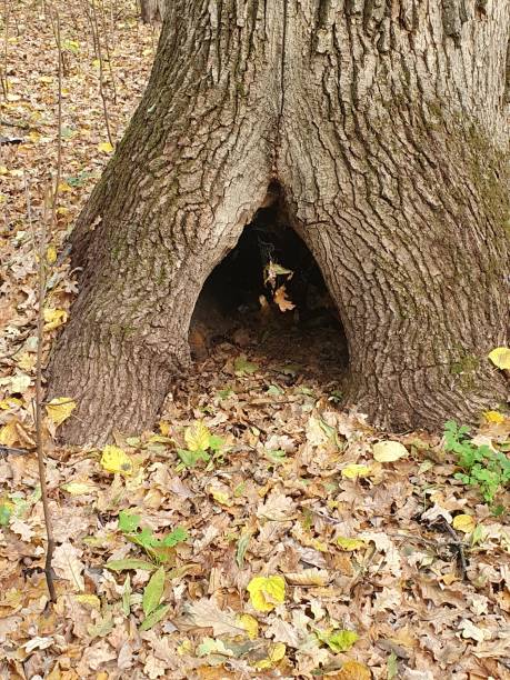 istock Autumn in the forest, tree trunk, tree root with a hollow, cobweb in the hollow, nature 2096326519
