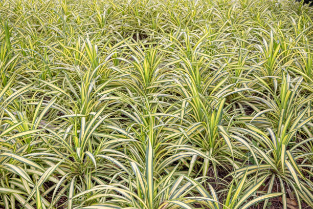 istock Spider plants, Chlorophytum comosum in a garden bed 2096334309