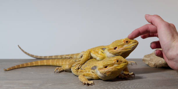 istock Bearded Dragons: A Close-Up Look at This Amazing Lizards 2096338528