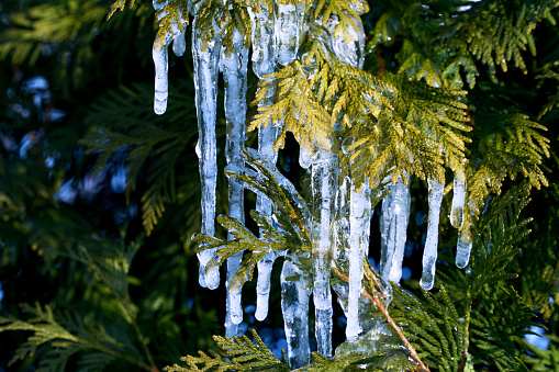 Trees branches covered with rime ice