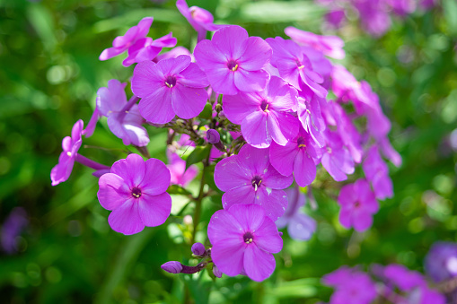 Purple Phlox paniculata flowers in the garden, close-up. Floral background. Summer bloom. all phlox, garden phlox, perennial phlox, summer phlox, panicled phlox.