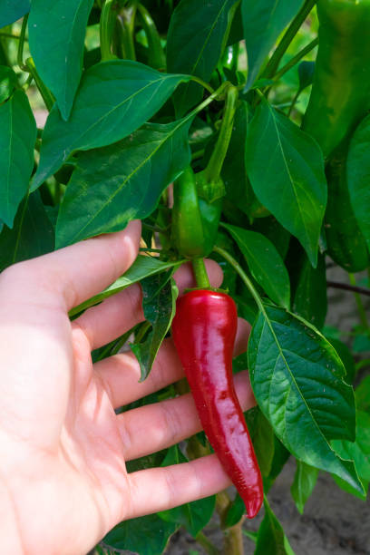 istock Red chili pepper in hand. 2096345508