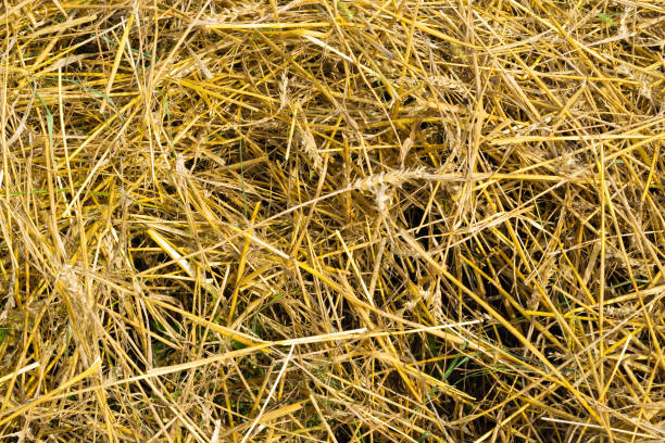 Dry yellow straw, close-up. Natural backgrounds and textures. Mown grass.
