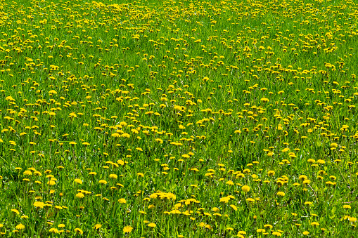 Dandelion meadow. Yellow spring flowers. Spring bloom. Floral background. Floral landscape.
